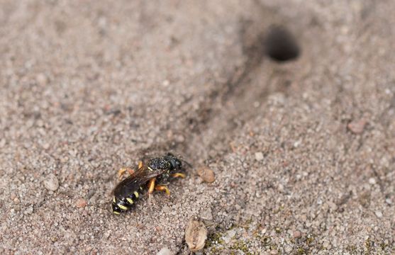 vermutlich   Schmetterlingsjagende Silbermundwespe         Lestica subterranea           ( Baden - Würtemberg Juni 2024 )