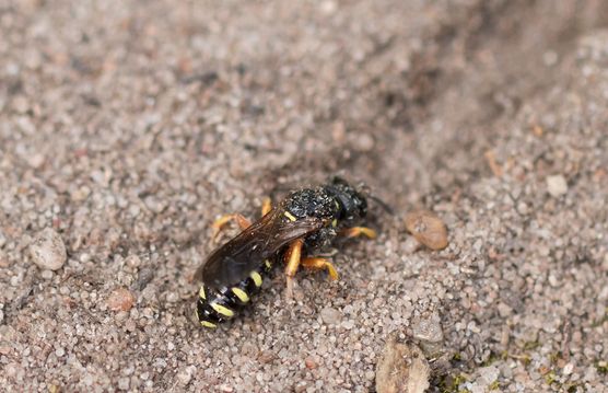 vermutlich   Schmetterlingsjagende Silbermundwespe         Lestica subterranea           ( Baden - Würtemberg Juni 2024 )