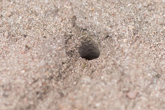 vermutlich   Schmetterlingsjagende Silbermundwespe         Lestica subterranea           ( Baden - Würtemberg Juni 2024 )