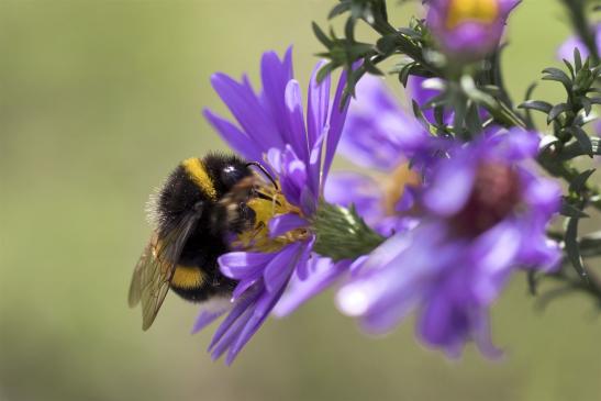 Dunkle Erdhummel       Bombus terrestris     ( Brandenburg  September 2019 )