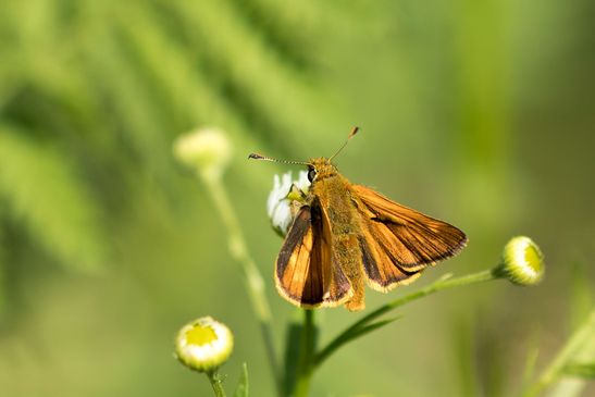  Rostfarbiger Dickkopffalter       Ochlodes sylvanus          ( Baden - Württemberg Juni 2024 )