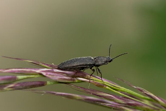 Schnellkäfer  Kein deutscher Name bekannt        Cidnopus aeruginosus        ( Sachsen - Anhalt Mai 2023 ) 