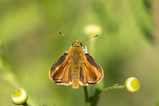  Rostfarbiger Dickkopffalter       Ochlodes sylvanus          ( Baden - Württemberg Juni 2024 )