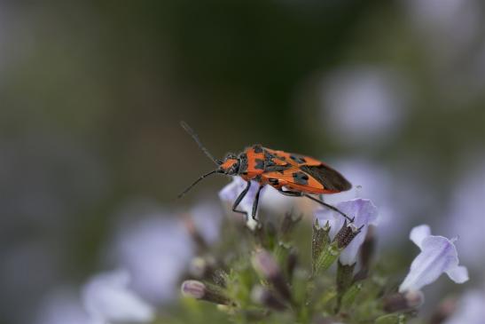 Zimtwanze     Corizus hyoscyami      ( Brandenburg  September 2019 )