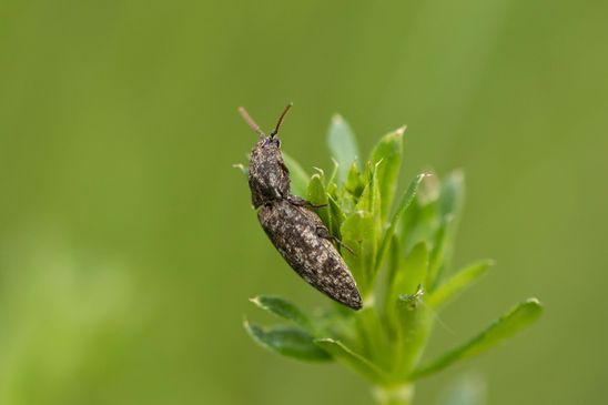 Mausgrauer Schnellkäfer   Agrypnus murinus           ( Sachsen - Anhalt Mai 2023 )      