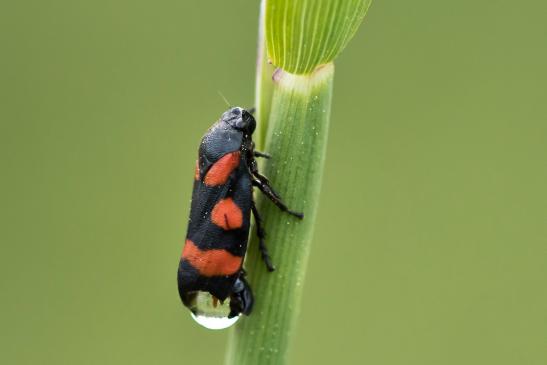 Gemeine Blutzikade      Cercopis vulnerata        ( Sachsen - Anhalt Mai 2023 )