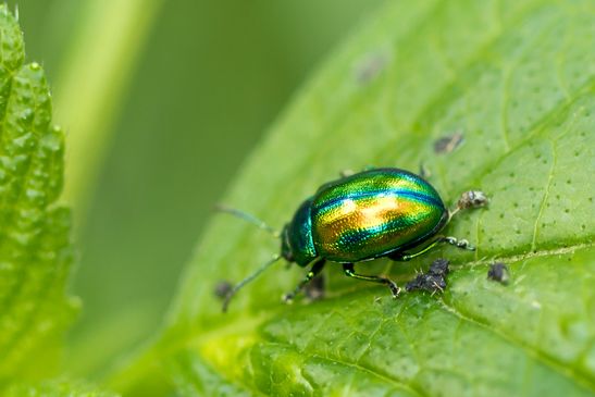 Goldglänzender Blattkäfer       Chrysolina fastuosa           ( Baden - Württemberg Juni 2024 )
