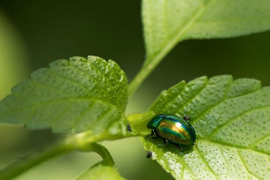 Goldglänzender Blattkäfer       Chrysolina fastuosa           ( Baden - Württemberg Juni 2024 )