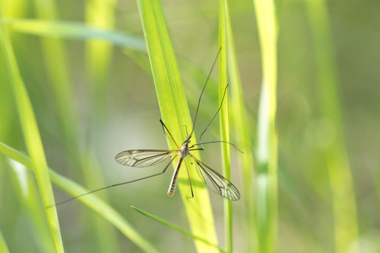 Kohlschnake       Tipula oleracea       männlich       ( Sachsen - Anhalt Mai 2026 )