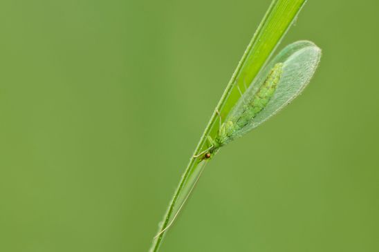 Gemeine Florfliege     Chrysoperla carnea      ( Sachsen-Anhalt Mai 2023 )  