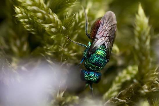 Feuergoldwespe  oder  auch  Gemeine  Goldwespe       Chrysis ignita       ( Brandenburg September 2020 )