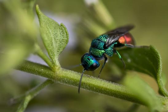 Feuergoldwespe  oder  auch  Gemeine  Goldwespe       Chrysis ignita       ( Brandenburg September 2020 )