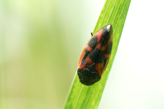 Kiefernblutzikade        Haematoloma dorsatum        ( Baden - Württemberg Juni 2024 )