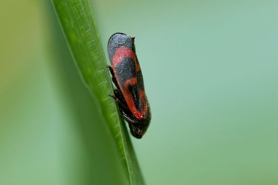 Kiefernblutzikade        Haematoloma dorsatum        ( Baden - Württemberg Juni 2024 )