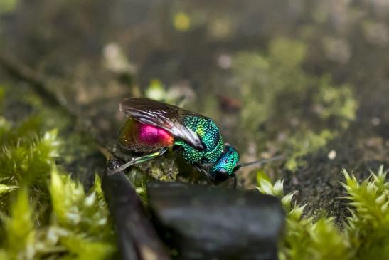 Feuergoldwespe  oder  auch  Gemeine  Goldwespe       Chrysis ignita       ( Brandenburg September 2020 )