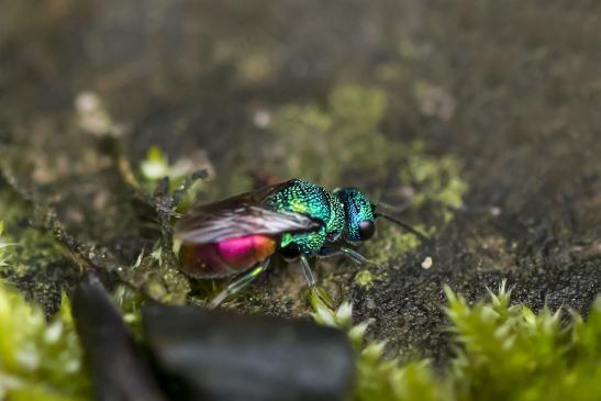 Feuergoldwespe  oder  auch  Gemeine  Goldwespe       Chrysis ignita       ( Brandenburg September 2020 )