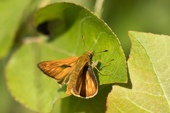  Rostfarbiger Dickkopffalter            Ochlodes Sylvanus      ( Baden - Württemberg Juni 2024 )