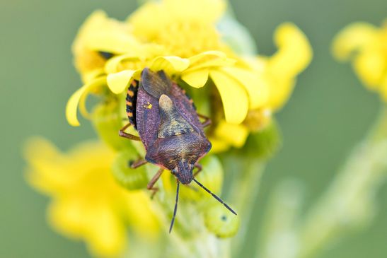 Purpur - Fruchtwanze        Carpocoris purpureipennis           ( Sachsen - Anhalt   Mai 2026 )