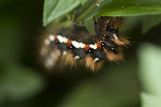 Ampfer - Rindeneule       Acronicta rumicis       ( Brandenburg  September  2020 )