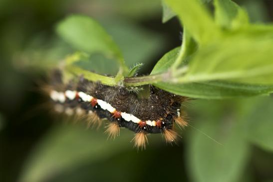 Ampfer - Rindeneule       Acronicta rumicis       ( Brandenburg  September  2020 )