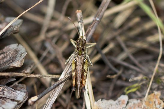 Gefleckte Keulenschrecke        Myrmeleotettix maculatus        männlich        ( Baden - Württemberg Juni 2024 )