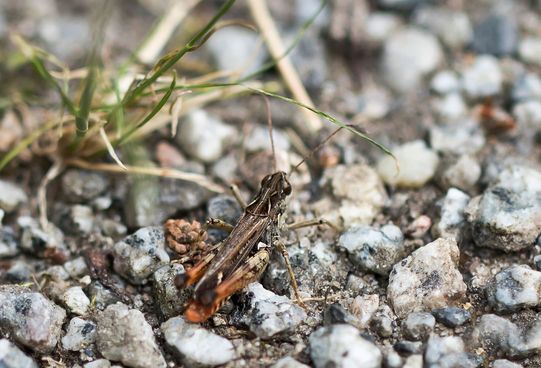 Gefleckte Keulenschrecke        Myrmeleotettix maculatus        männlich        ( Baden - Württemberg Juni 2024 )