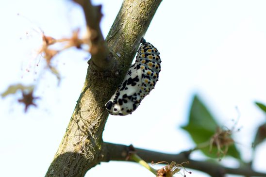 Puppe  Maivogel - Scheckenfalter        Euphydryas maturna           ( Sachsen - Anhalt  Mai  2026 )