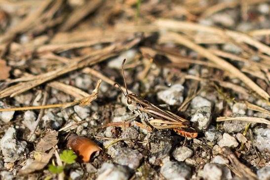 Gefleckte Keulenschrecke        Myrmeleotettix maculatus        männlich        ( Baden - Württemberg Juni 2024 )