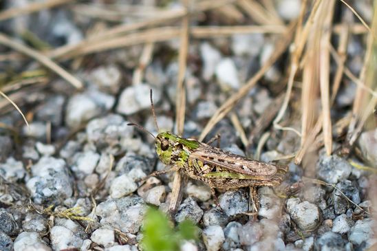 Gefleckte Keulenschrecke        Myrmeleotettix maculatus        weiblich        ( Baden - Württemberg Juni 2024 )