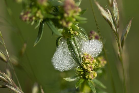 Wiesenschaumzikade      Philaenus spumarius         Schaumnest            ( Sachsen - Anhalt Mai  2023 )      