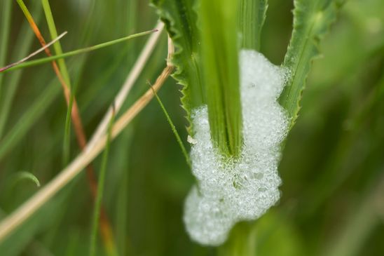 Wiesenschaumzikade      Philaenus spumarius         Schaumnest            ( Sachsen - Anhalt Mai  2023 )      