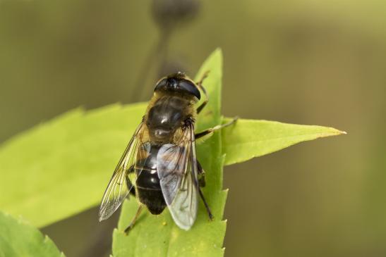 Gemeine  Keilfleckschwebfliege       Eristalis pertinax      weiblich        ( Sachsen - Anhalt  September  2020 )