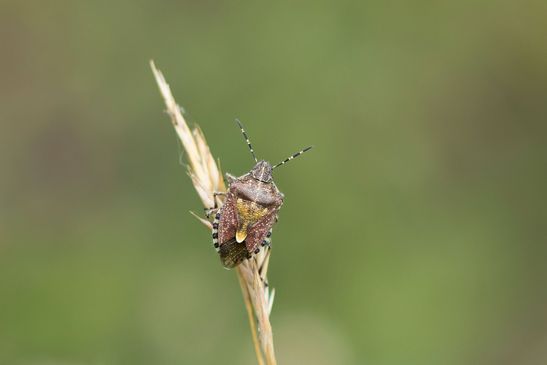 Beerenwanze     Dolycoris baccarum           ( Sachsen - Anhalt Juli 2026 )