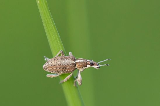  Großer Lupinen-Blattrandrüssler            Charagmus gressorius          ( Sachsen - Anhalt  Mai  2026 )