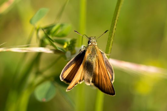  Rostfarbiger Dickkopffalter            Ochlodes Sylvanus         ( Baden - Württemberg Juni 2024 )