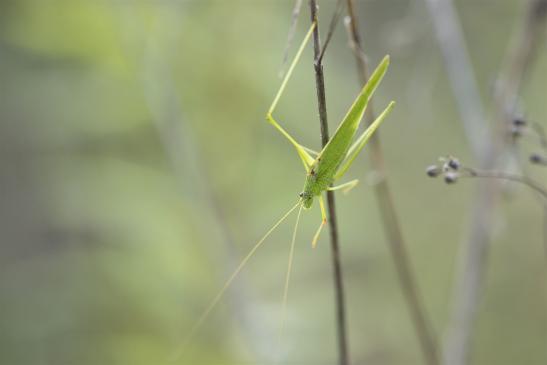 Gemeine Sichelschrecke       Phaneroptera falcata       ( Sachsen - Anhalt September 2020 )