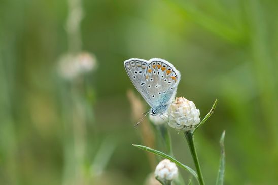 ( N ) Hauhechel - Bläuling     Polyommatus icarus        männlich      ( Sachsen-Anhalt Juli 2026 )