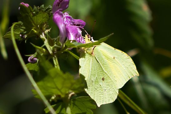 Zitronenfalter        Gonepteryx rhamni            ( Baden - Württemberg  Juni  2024 )     