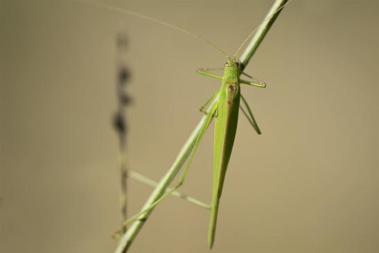 Gemeine Sichelschrecke       Phaneroptera falcata       ( Sachsen - Anhalt September 2020 )