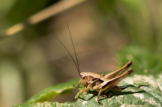 Nymphe der Gemeinen Strauchschrecke      Pholidoptera griseoaptera    ( Baden - Württemberg Juni 2024 )
