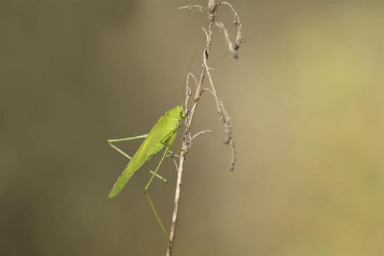 Gemeine Sichelschrecke       Phaneroptera falcata       ( Sachsen - Anhalt September 2020 )