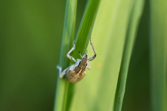  Großer Lupinen-Blattrandrüssler            Charagmus gressorius          ( Sachsen - Anhalt  Mai  2026 )