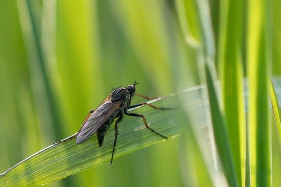 Gewürfelte Tanzfliege        Empis tesselata            weiblich         ( Sachsen - Anhalt Mai 2025 ) 