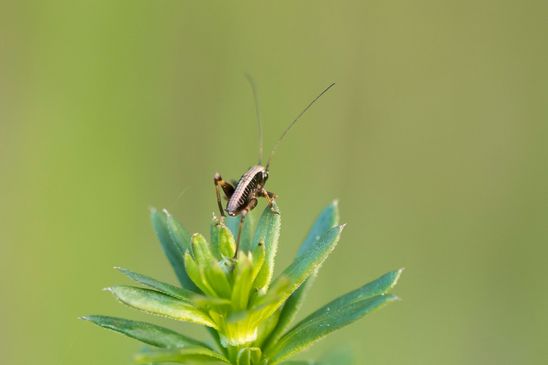 Gemeine Strauchschrecke      Pholidoptera griseoaptera         1.Nymphenstadium        ( Sachsen - Anhalt Mai 2026 )   