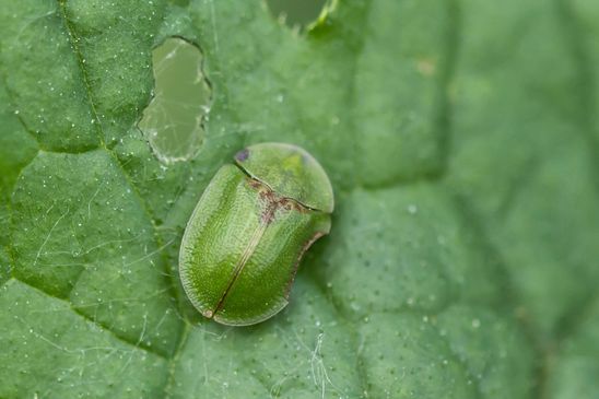 Distelschildkäfer         Cassida rubiginosa           ( Sachsen-Anhalt Mai 2023 )   