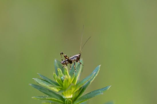 Gemeine Strauchschrecke      Pholidoptera griseoaptera         1.Nymphenstadium        ( Sachsen - Anhalt Mai 2026 )   