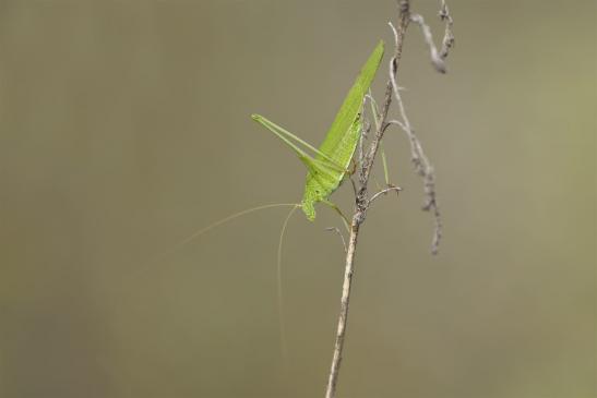 Gemeine Sichelschrecke       Phaneroptera falcata       ( Sachsen - Anhalt September 2020 )