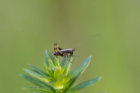 Gemeine Strauchschrecke      Pholidoptera griseoaptera         1.Nymphenstadium        ( Sachsen - Anhalt Mai 2026 )   