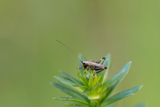 Gemeine Strauchschrecke      Pholidoptera griseoaptera         1.Nymphenstadium        ( Sachsen - Anhalt Mai 2026 )   
