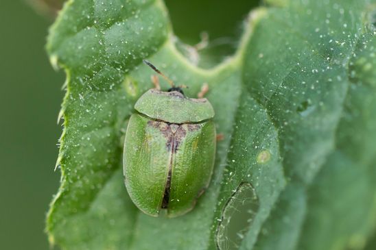 Distelschildkäfer         Cassida rubiginosa           ( Sachsen-Anhalt Mai 2023 )   